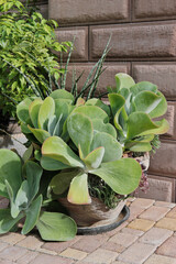 giant succulent plants growing outdoor in a big flowerpot. south flowers. street green decor. vertical size.