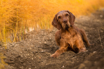 Vizsla Wirehaired, Drahthaar Vizsla, Ungarisch Drahthaar Vorstehhund Jagdhund