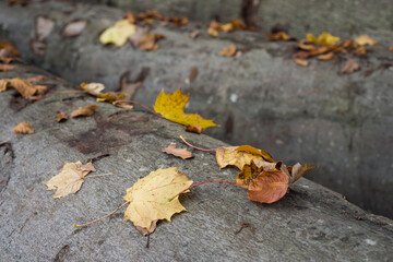 Clseup of autumnal leaves fallen on tree trunk in the forest