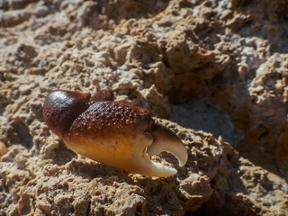 single hand from a crab on the rock at the beach