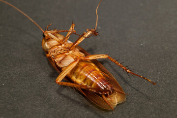 large cockroach close-up on a dark background with legs up. Concept of parasite and insect control