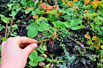 The grower is holding a small bush of strawberries. Strawberry branch with roots. small sapling of garden strawberries.  Many roots.
