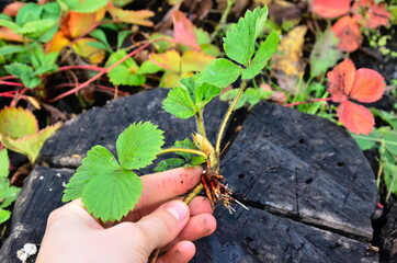 The grower is holding a small bush of strawberries. Strawberry branch with roots. small sapling of garden strawberries.