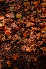 autumn leaves outside, golden colors