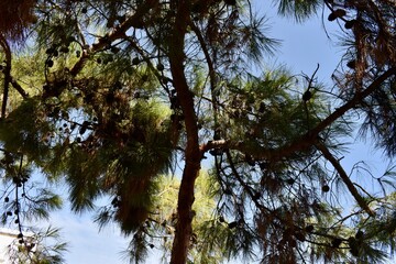 View of a pine tree from below in the shadows