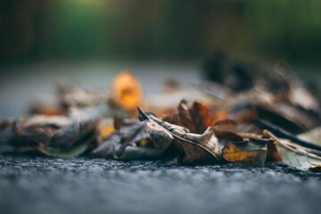 autumn leaves outside, golden colors