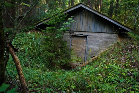 Old abandoned wooden cabin in the firest surrounded with green trees and covered with moss. Finland.