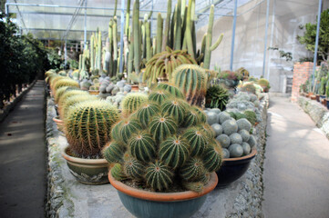 cactuses 