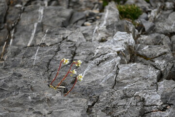 Aufstieg auf das Sonnjoch bei Achenkirch Tirol