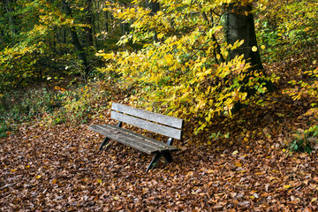 Closeup of wooden bench in the autumnal forest