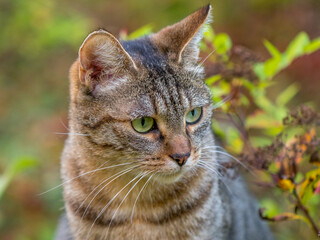Obraz premium portrait of a grey tiger cat with green eyes