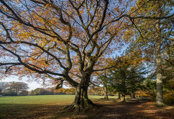 Autumn time as leaves drop