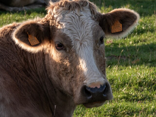 portrait of a cow with backlight
