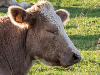 cow on the meadow with eyes closed