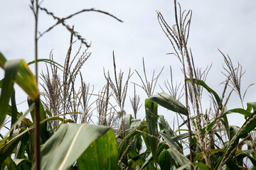 Green Maize Corn Field Plantation In Summer