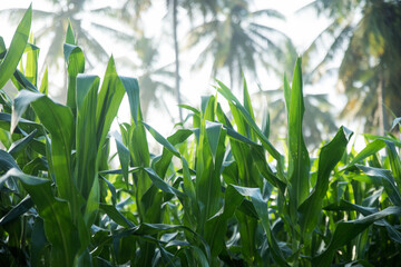 Green Maize Corn Field Plantation In Summer