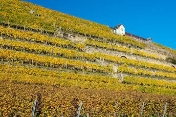 Steillagenweinbau im Herbst bei Lauffen am neckar