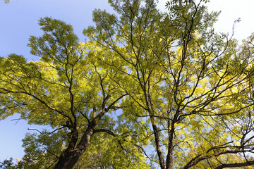 deciduous trees in autumn, Sunny weather