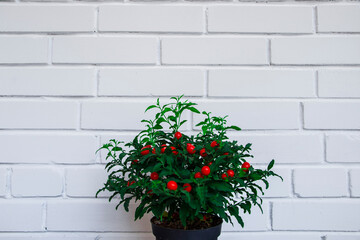 Flowerpot with red fruits