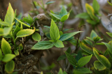 green leaves on a Bush, soft focus