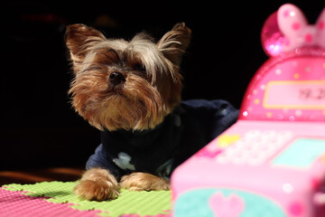 The beautiful yorkshire terrier