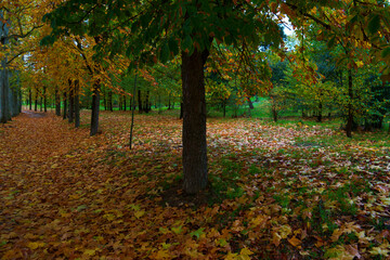 Fototapeta na wymiar krajobraz drzewa liście park jesień kolory