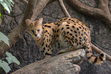 a portrait of  serval cat