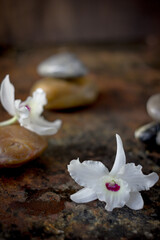 Fototapeta na wymiar Spa background - stones and orchid flowers over dark.