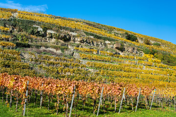 Steillagenweinbau im Herbst bei Lauffen am neckar