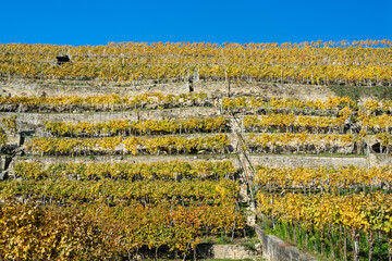 Steillagenweinbau im Herbst bei Lauffen am neckar