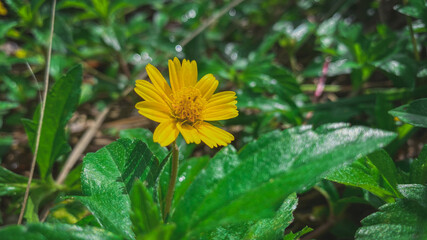 yellow flower in the garden