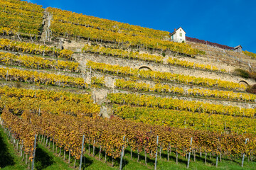 Steillagenweinbau im Herbst bei Lauffen am neckar