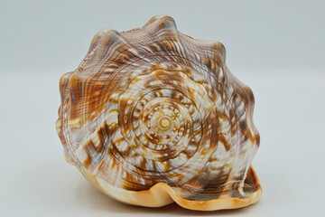 seashell isolated