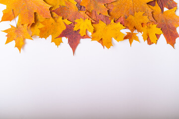 Fototapeta premium Fallen maple leaves on a white background with blank space. Autumn flat lay