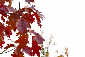 krajobraz drzewa liście park jesień kolory