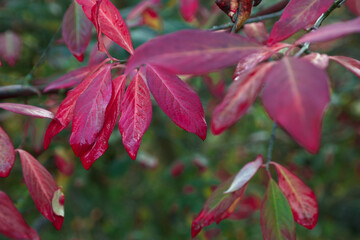 rośliny liście natura jesień makro kolory