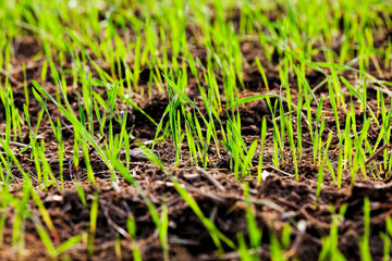 sprouts of wheat in Eastern Europe