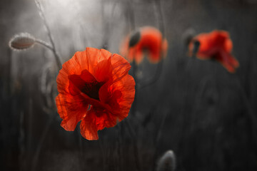 Red poppies flowers field for Remembrance day.