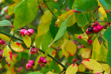 rośliny liście natura jesień makro kolory