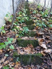 fallen autumn leaves