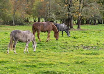 landscape with three different colored horses, horses eating grass, colorful autumn day