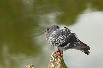 portrait de pigeon avec un beau bokeh