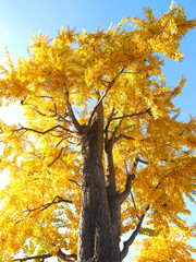 Colours of autumn fall - big beautiful Ginkgo tree with yellow leafs