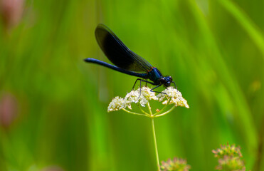 la pose de demoiselle sur la fleur
