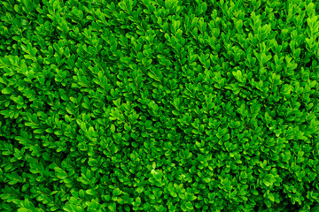 Dark green solid background evergreen boxwood
