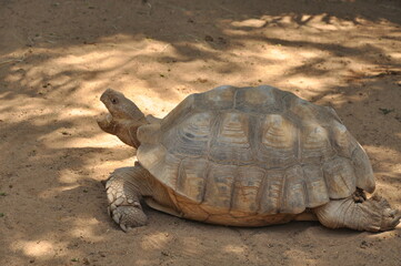 Tortuga gigante de las Galápagos en un parque de Tenerife