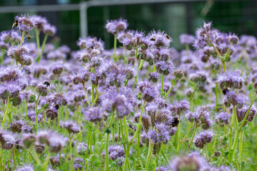 les bourdons en action