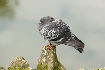 portrait de pigeon avec un beau bokeh