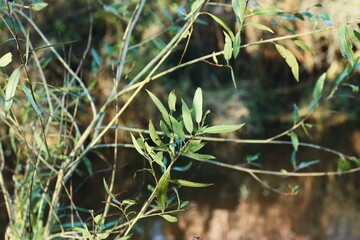 Beautiful tree green willow by the water