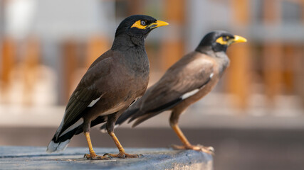 two Shepherd star birds